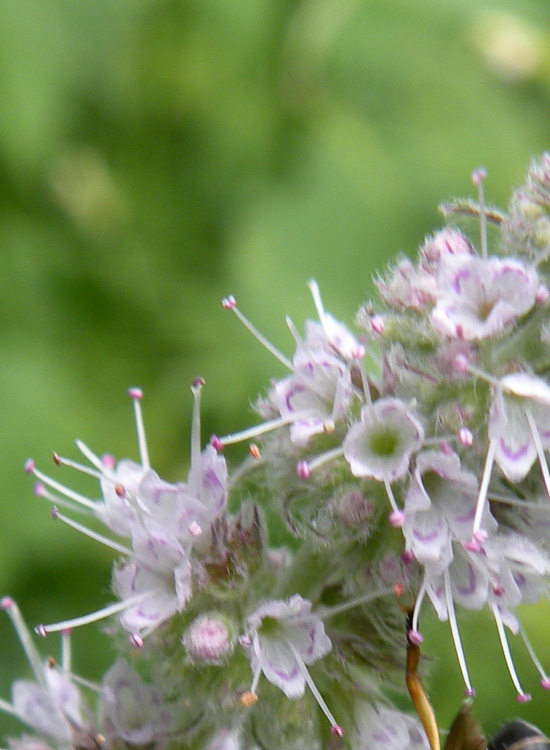Sospetta Mentha sp dal Trentino